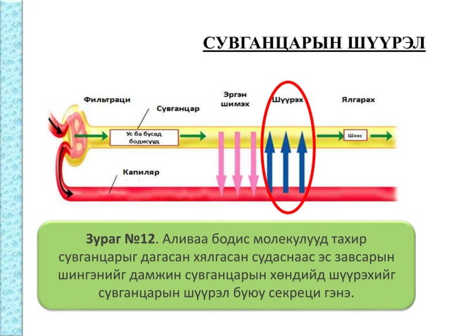 Бөөрний физиологи