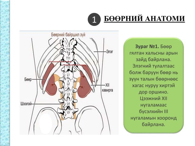 Бөөрний физиологи