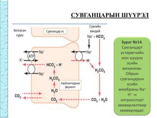 Бөөрний физиологи | PPT