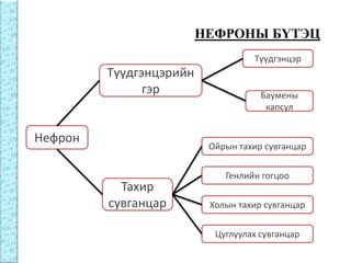 Бөөрний физиологи | PPT