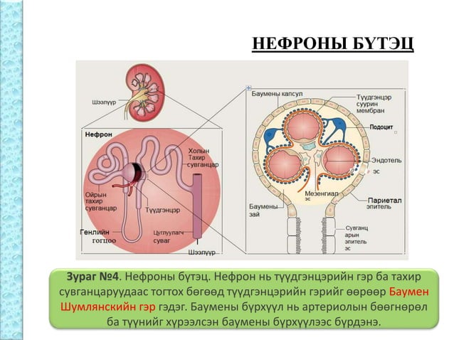 Бөөрний физиологи