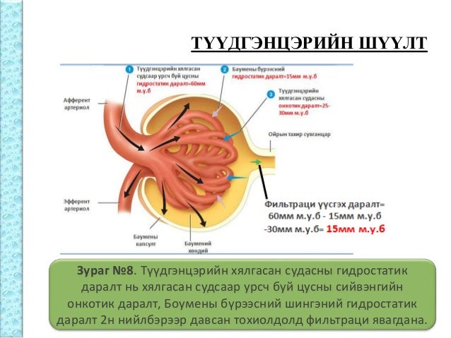 Бөөрний физиологи
