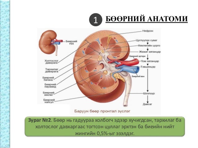 Бөөрний физиологи