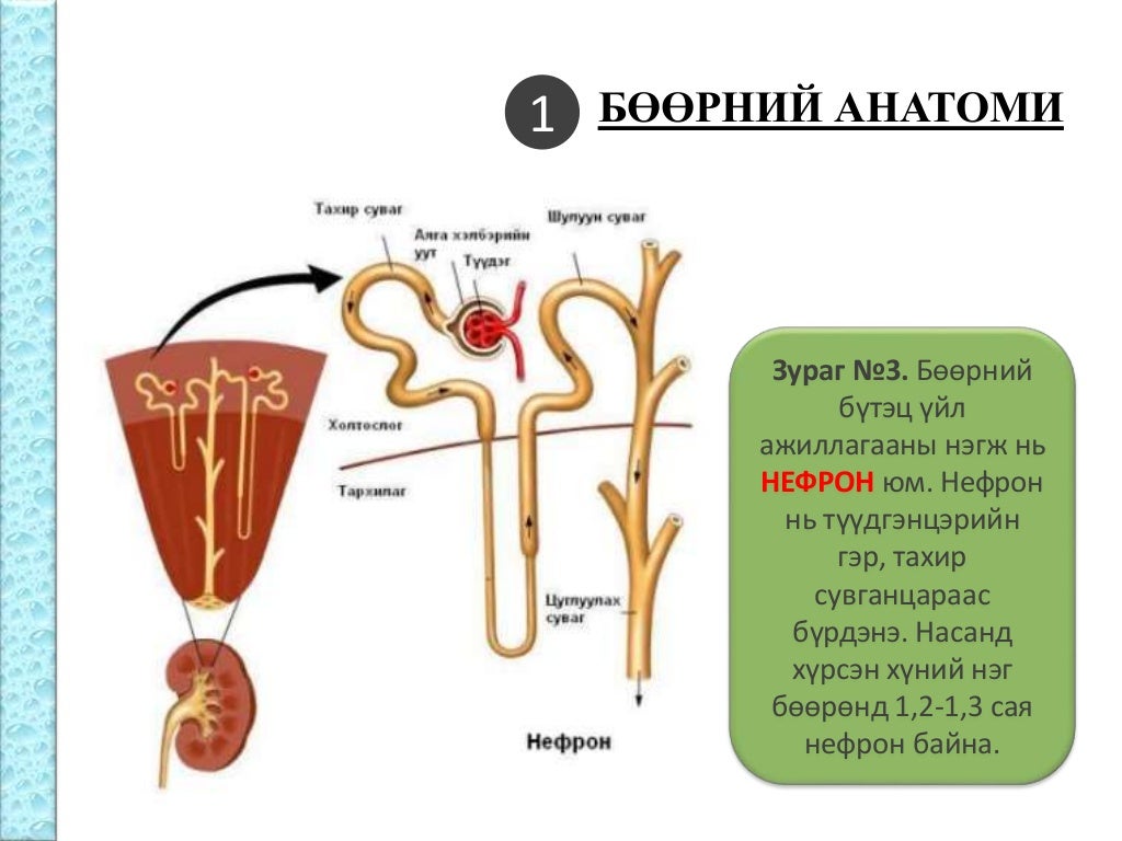 Бөөрний физиологи
