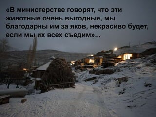«В министерстве говорят, что эти
животные очень выгодные, мы
благодарны им за яков, некрасиво будет,
если мы их всех съедим»...
 