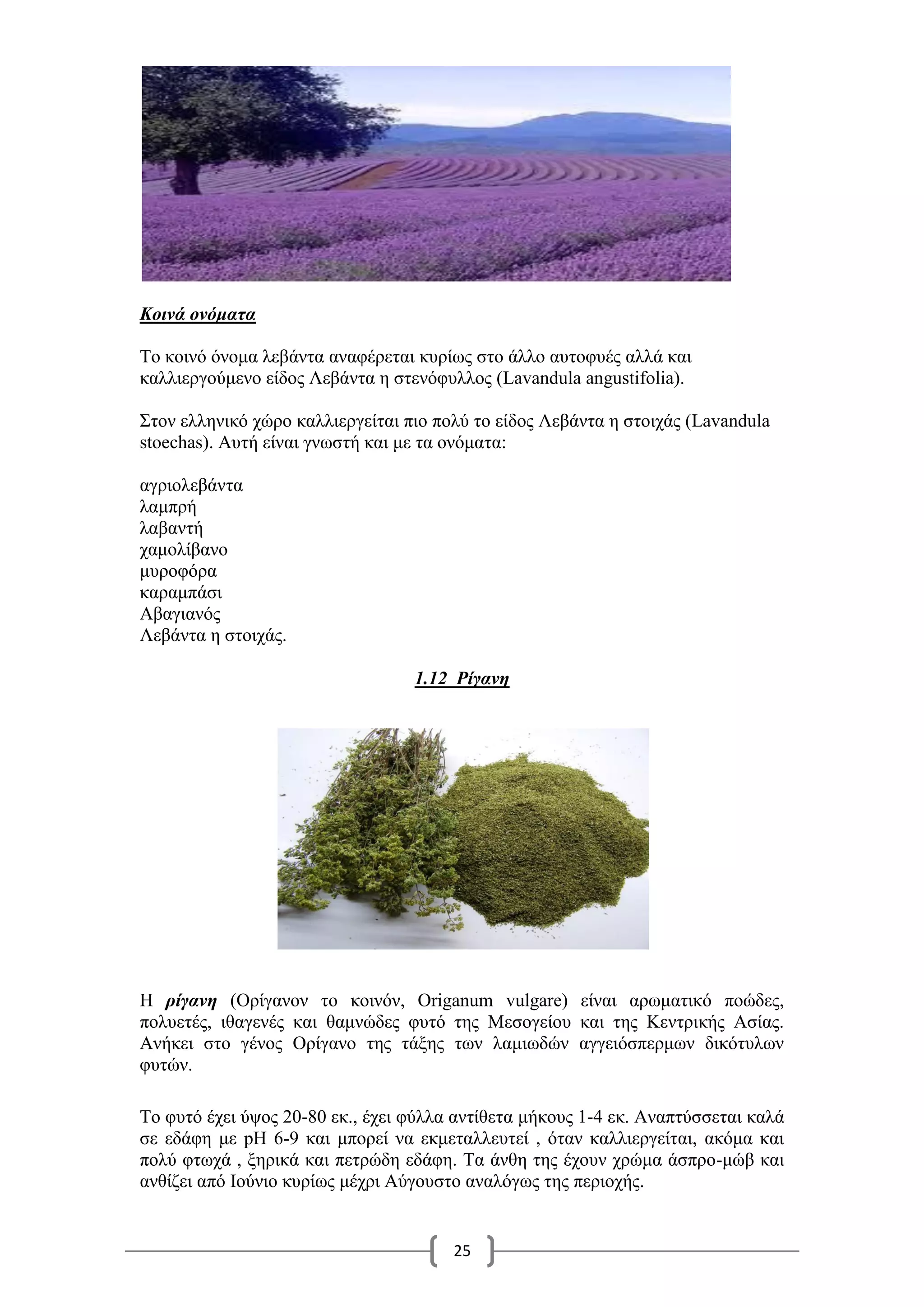 25
Κοινά ονόματα
Το κοινό όνομα λεβάντα αναφέρεται κυρίως στο άλλο αυτοφυές αλλά και
καλλιεργούμενο είδος Λεβάντα η στενόφυλλος (Lavandula angustifolia).
Στον ελληνικό χώρο καλλιεργείται πιο πολύ το είδος Λεβάντα η στοιχάς (Lavandula
stoechas). Αυτή είναι γνωστή και με τα ονόματα:
αγριολεβάντα
λαμπρή
λαβαντή
χαμολίβανο
μυροφόρα
καραμπάσι
Αβαγιανός
Λεβάντα η στοιχάς.
1.12 Ρίγανη
Η ρίγανη (Ορίγανον το κοινόν, Origanum vulgare) είναι αρωματικό ποώδες,
πολυετές, ιθαγενές και θαμνώδες φυτό της Μεσογείου και της Κεντρικής Ασίας.
Ανήκει στο γένος Ορίγανο της τάξης των λαμιωδών αγγειόσπερμων δικότυλων
φυτών.
Το φυτό έχει ύψος 20-80 εκ., έχει φύλλα αντίθετα μήκους 1-4 εκ. Αναπτύσσεται καλά
σε εδάφη με pH 6-9 και μπορεί να εκμεταλλευτεί , όταν καλλιεργείται, ακόμα και
πολύ φτωχά , ξηρικά και πετρώδη εδάφη. Τα άνθη της έχουν χρώμα άσπρο-μώβ και
ανθίζει από Ιούνιο κυρίως μέχρι Αύγουστο αναλόγως της περιοχής.
 