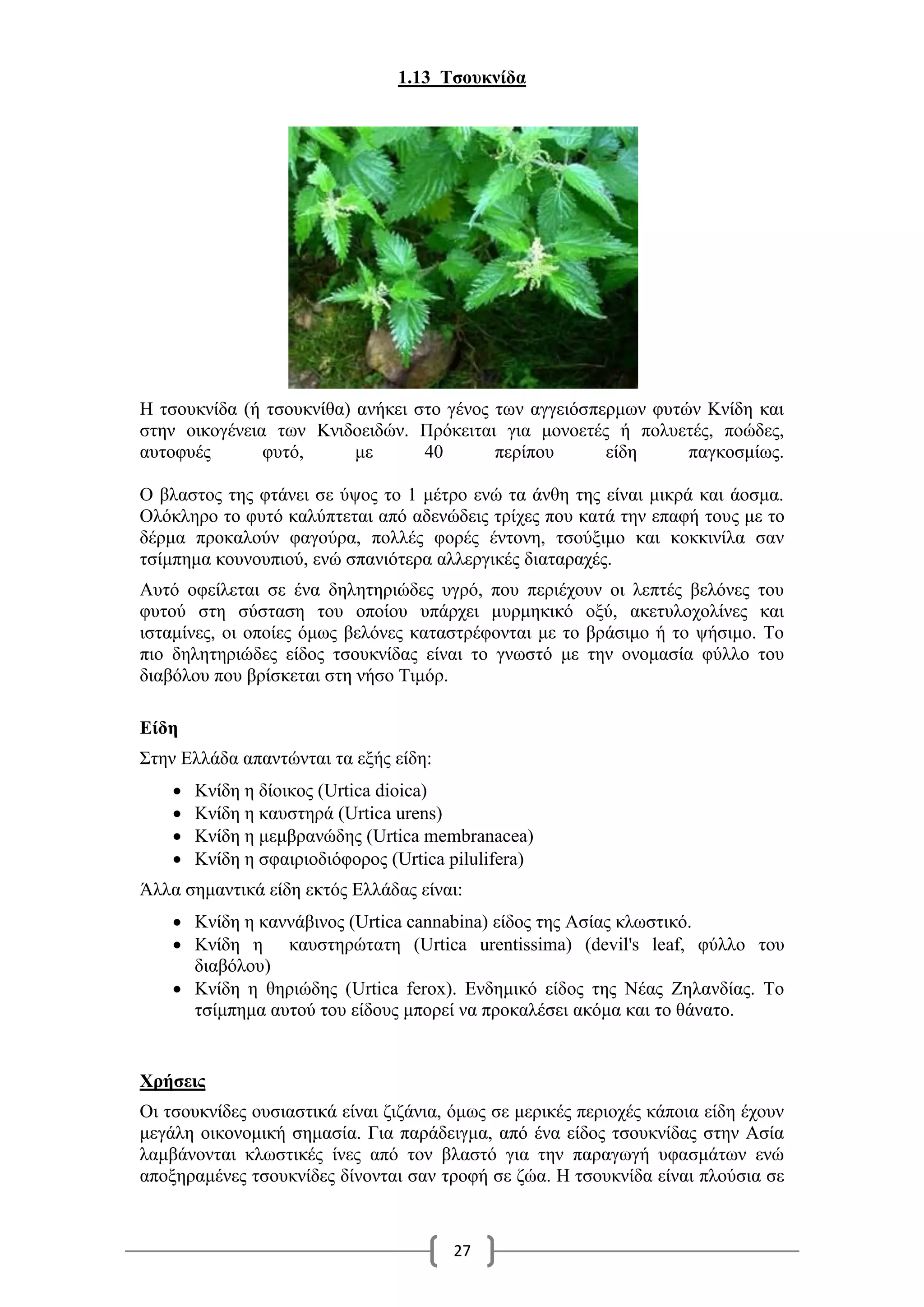 27
1.13 Τσουκνίδα
Η τσουκνίδα (ή τσουκνίθα) ανήκει στο γένος των αγγειόσπερμων φυτών Κνίδη και
στην οικογένεια των Κνιδοειδών. Πρόκειται για μονοετές ή πολυετές, ποώδες,
αυτοφυές φυτό, με 40 περίπου είδη παγκοσμίως.
Ο βλαστος της φτάνει σε ύψος το 1 μέτρο ενώ τα άνθη της είναι μικρά και άοσμα.
Ολόκληρο το φυτό καλύπτεται από αδενώδεις τρίχες που κατά την επαφή τους με το
δέρμα προκαλούν φαγούρα, πολλές φορές έντονη, τσούξιμο και κοκκινίλα σαν
τσίμπημα κουνουπιού, ενώ σπανιότερα αλλεργικές διαταραχές.
Αυτό οφείλεται σε ένα δηλητηριώδες υγρό, που περιέχουν οι λεπτές βελόνες του
φυτού στη σύσταση του οποίου υπάρχει μυρμηκικό οξύ, ακετυλοχολίνες και
ισταμίνες, οι οποίες όμως βελόνες καταστρέφονται με το βράσιμο ή το ψήσιμο. Το
πιο δηλητηριώδες είδος τσουκνίδας είναι το γνωστό με την ονομασία φύλλο του
διαβόλου που βρίσκεται στη νήσο Τιμόρ.
Είδη
Στην Ελλάδα απαντώνται τα εξής είδη:
 Κνίδη η δίοικος (Urtica dioica)
 Κνίδη η καυστηρά (Urtica urens)
 Κνίδη η μεμβρανώδης (Urtica membranacea)
 Κνίδη η σφαιριοδιόφορος (Urtica pilulifera)
Άλλα σημαντικά είδη εκτός Ελλάδας είναι:
 Κνίδη η καννάβινος (Urtica cannabina) είδος της Ασίας κλωστικό.
 Κνίδη η καυστηρώτατη (Urtica urentissima) (devil's leaf, φύλλο του
διαβόλου)
 Κνίδη η θηριώδης (Urtica ferox). Ενδημικό είδος της Νέας Ζηλανδίας. Το
τσίμπημα αυτού του είδους μπορεί να προκαλέσει ακόμα και το θάνατο.
Χρήσεις
Οι τσουκνίδες ουσιαστικά είναι ζιζάνια, όμως σε μερικές περιοχές κάποια είδη έχουν
μεγάλη οικονομική σημασία. Για παράδειγμα, από ένα είδος τσουκνίδας στην Ασία
λαμβάνονται κλωστικές ίνες από τον βλαστό για την παραγωγή υφασμάτων ενώ
αποξηραμένες τσουκνίδες δίνονται σαν τροφή σε ζώα. Η τσουκνίδα είναι πλούσια σε
 