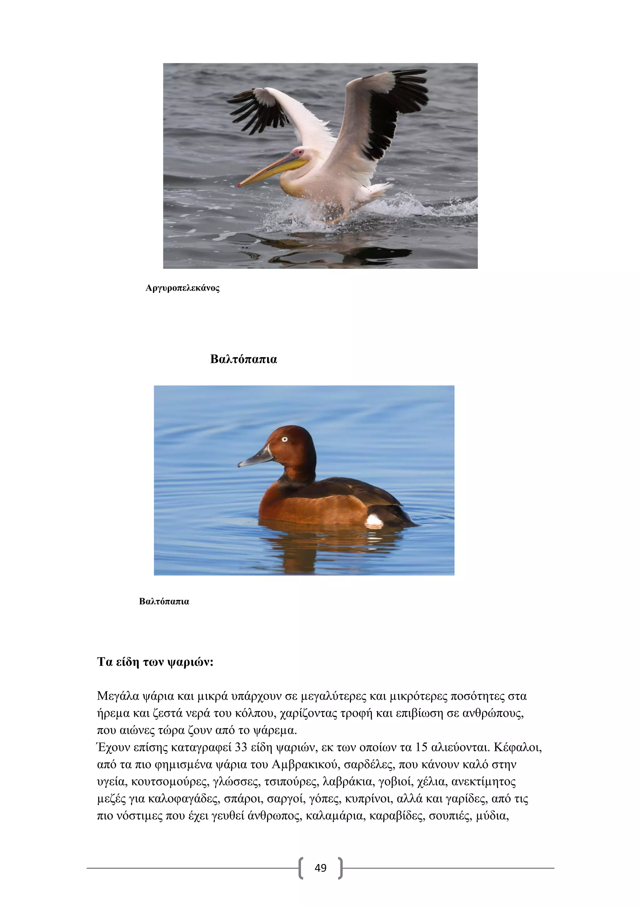 49
Αργυροπελεκάνος
Βαλτόπαπια
Βαλτόπαπια
Τα είδη των ψαριών:
Μεγάλα ψάρια και µικρά υπάρχουν σε µεγαλύτερες και µικρότερες ποσότητες στα
ήρεµα και ζεστά νερά του κόλπου, χαρίζοντας τροφή και επιβίωση σε ανθρώπους,
που αιώνες τώρα ζουν από το ψάρεµα.
Έχουν επίσης καταγραφεί 33 είδη ψαριών, εκ των οποίων τα 15 αλιεύονται. Κέφαλοι,
από τα πιο φηµισµένα ψάρια του Αµβρακικού, σαρδέλες, που κάνουν καλό στην
υγεία, κουτσοµούρες, γλώσσες, τσιπούρες, λαβράκια, γοβιοί, χέλια, ανεκτίµητος
µεζές για καλοφαγάδες, σπάροι, σαργοί, γόπες, κυπρίνοι, αλλά και γαρίδες, από τις
πιο νόστιµες που έχει γευθεί άνθρωπος, καλαµάρια, καραβίδες, σουπιές, µύδια,
 