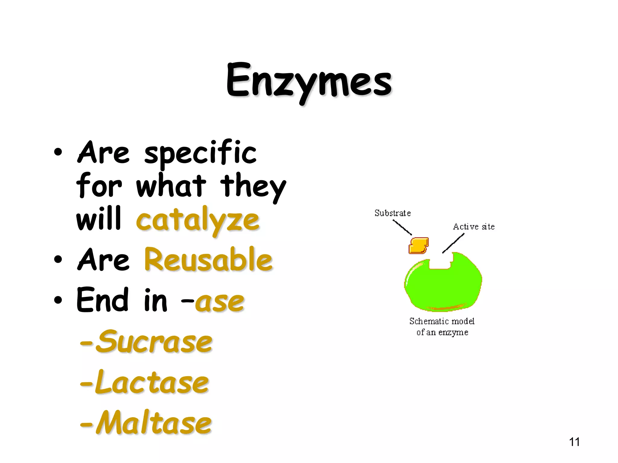 Enzymes
• Are specific
for what they
will catalyze
• Are Reusable
• End in –ase
-Sucrase
-Lactase
-Maltase 11
 