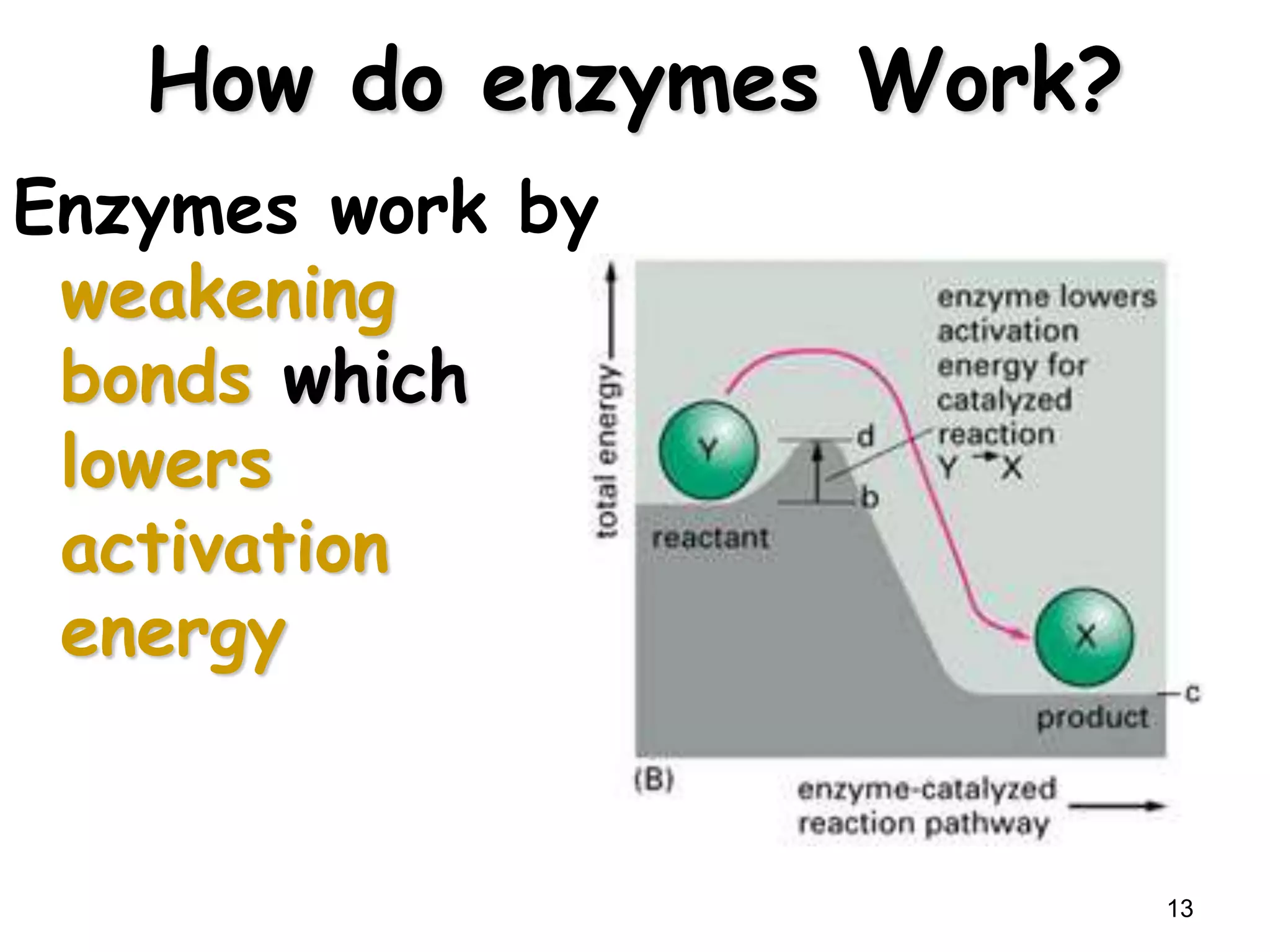 How do enzymes Work?
Enzymes work by
weakening
bonds which
lowers
activation
energy
13
 