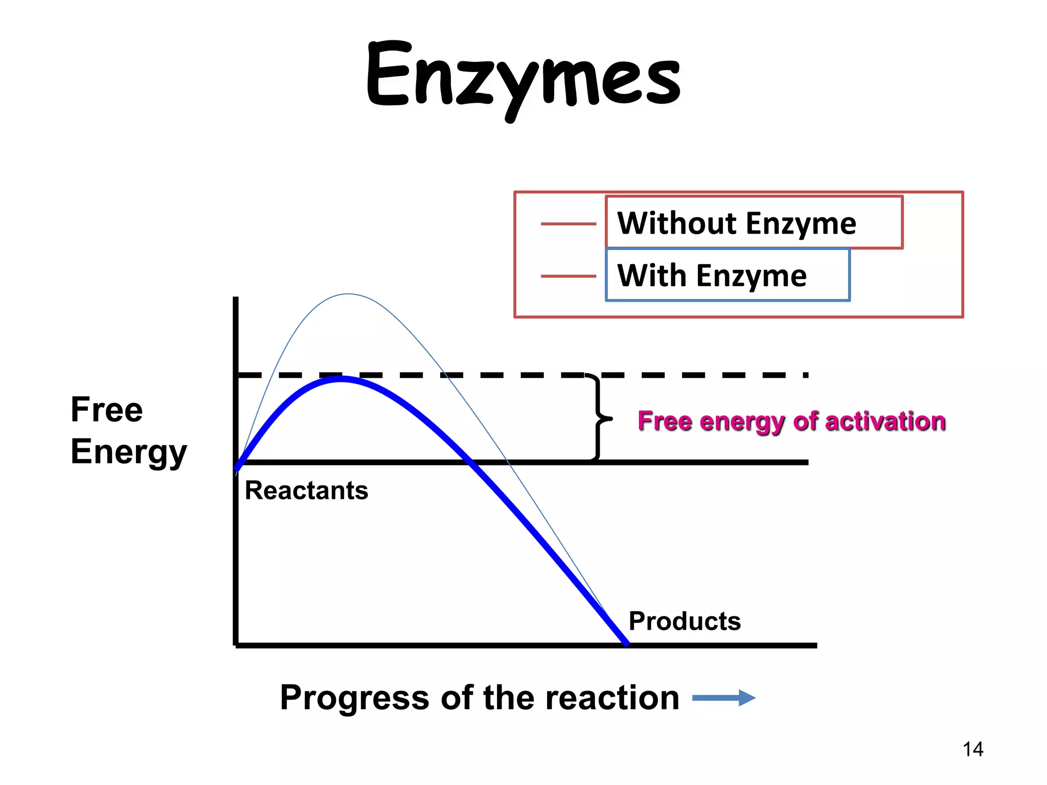 Enzymes
14
Free
Energy
Progress of the reaction
Reactants
Products
Free energy of activation
Without Enzyme
With Enzyme
 