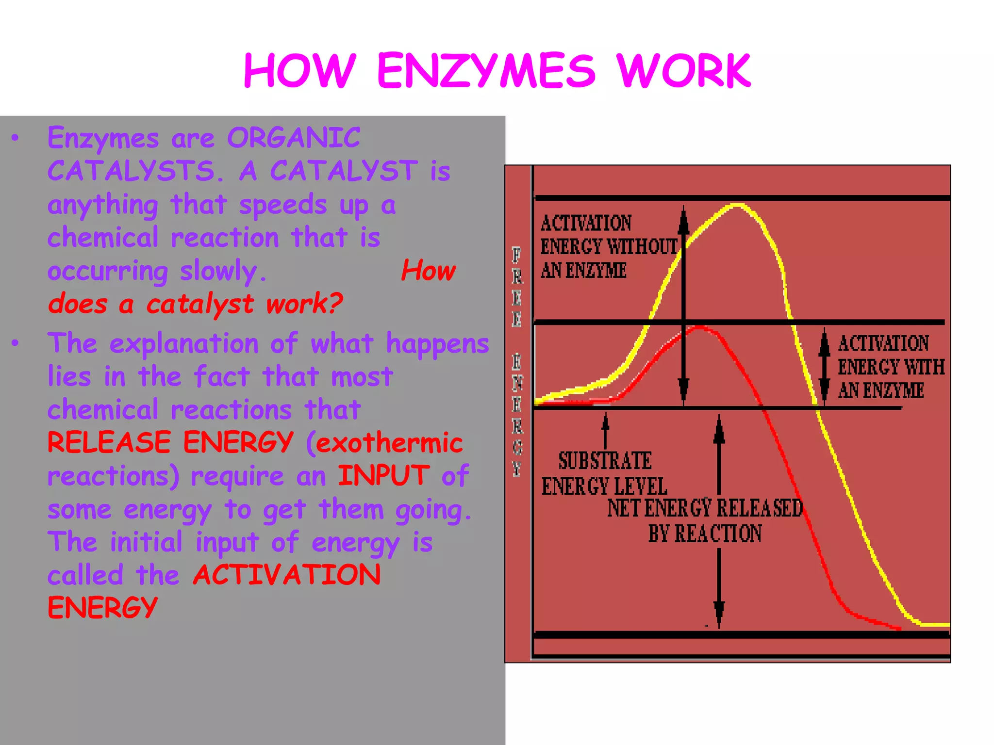 HOW ENZYMES WORK
• Enzymes are ORGANIC
CATALYSTS. A CATALYST is
anything that speeds up a
chemical reaction that is
occurring slowly. How
does a catalyst work?
• The explanation of what happens
lies in the fact that most
chemical reactions that
RELEASE ENERGY (exothermic
reactions) require an INPUT of
some energy to get them going.
The initial input of energy is
called the ACTIVATION
ENERGY
 