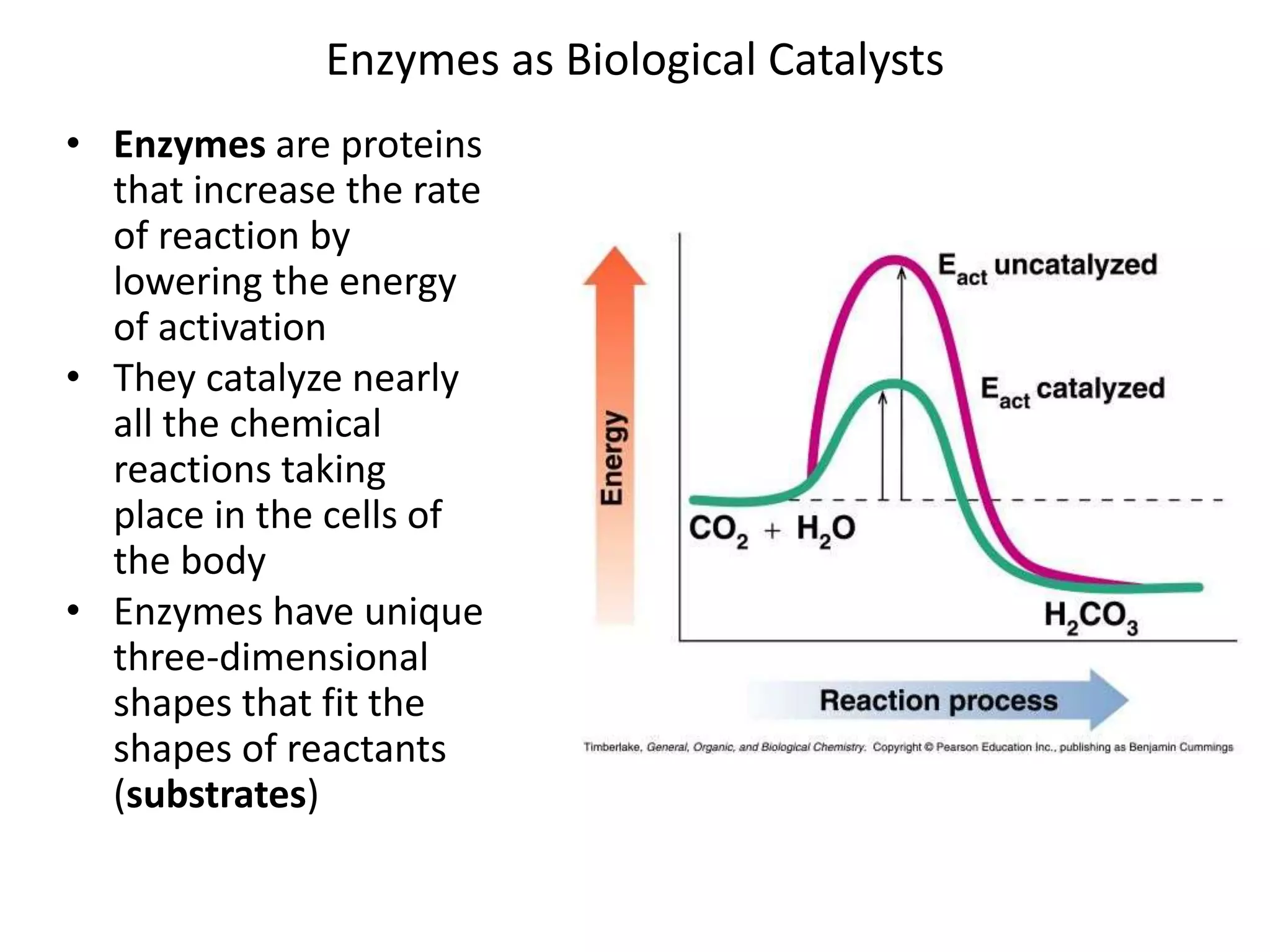 Enzymes as Biological Catalysts
• Enzymes are proteins
that increase the rate
of reaction by
lowering the energy
of activation
• They catalyze nearly
all the chemical
reactions taking
place in the cells of
the body
• Enzymes have unique
three-dimensional
shapes that fit the
shapes of reactants
(substrates)
 