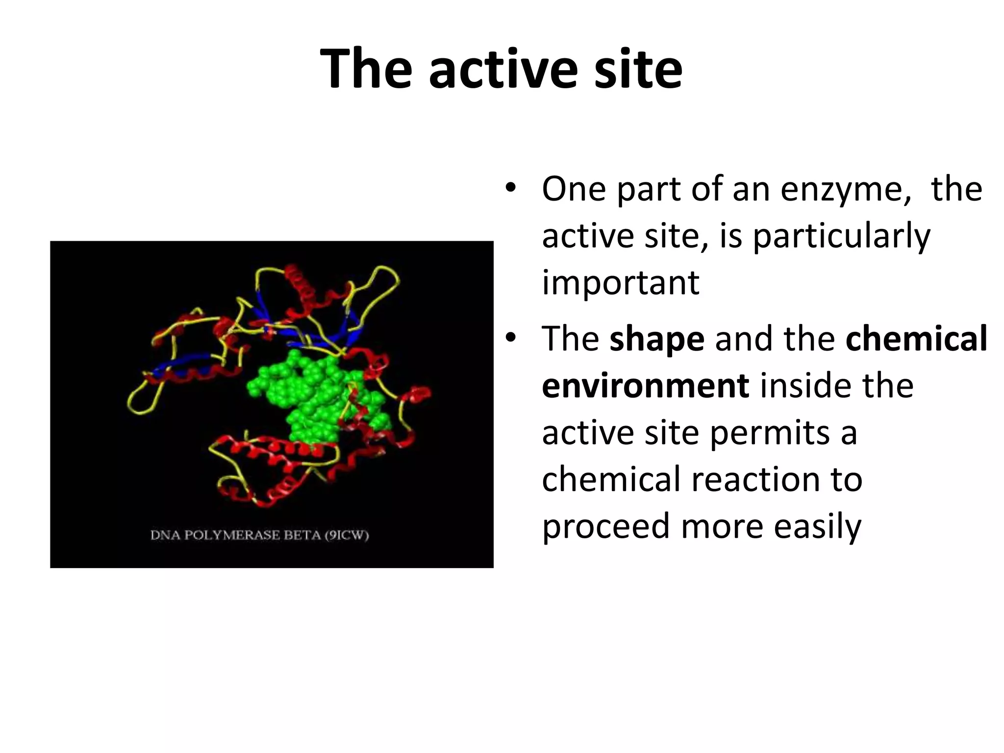The active site
• One part of an enzyme, the
active site, is particularly
important
• The shape and the chemical
environment inside the
active site permits a
chemical reaction to
proceed more easily
 