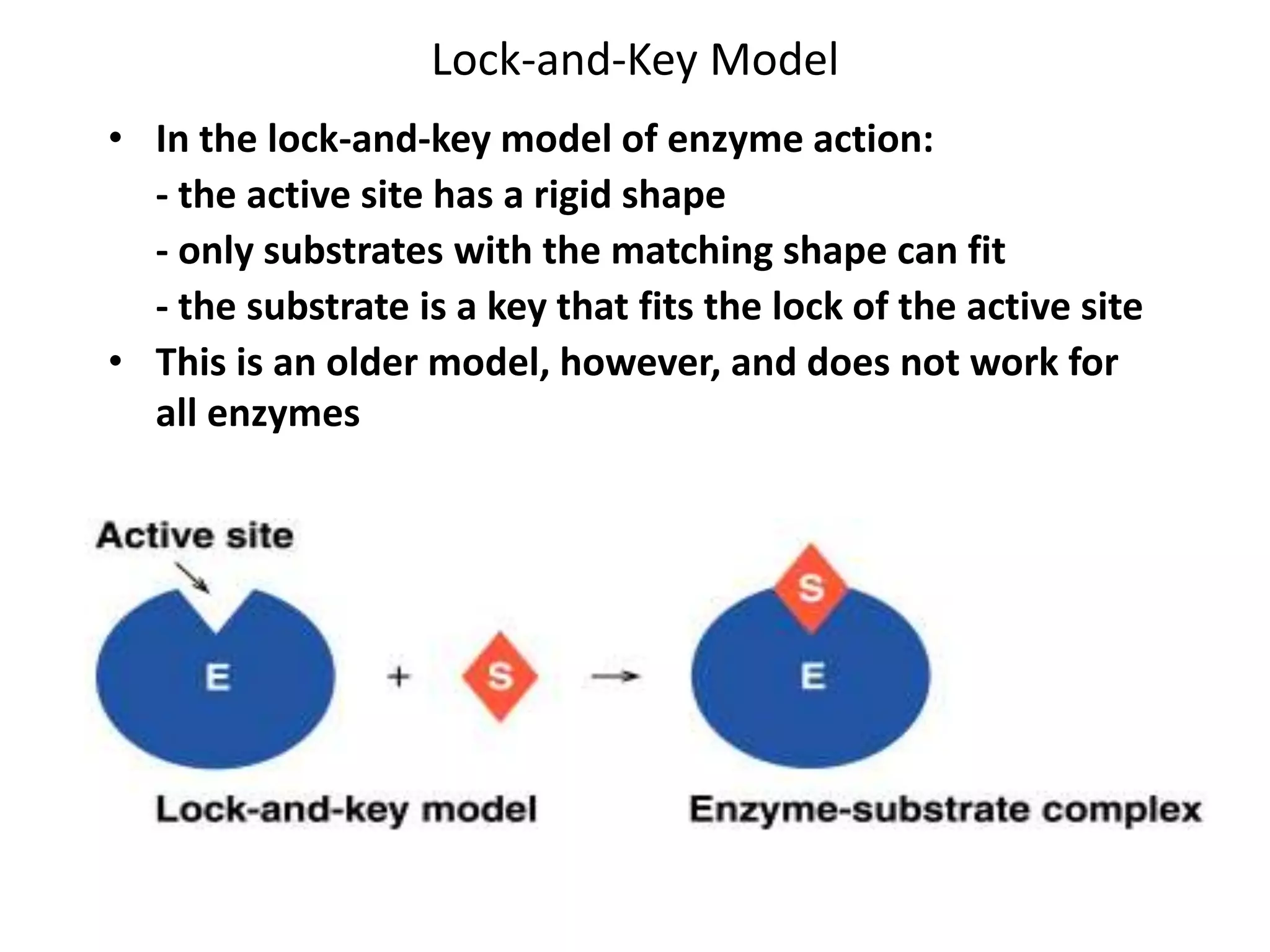 Lock-and-Key Model
• In the lock-and-key model of enzyme action:
- the active site has a rigid shape
- only substrates with the matching shape can fit
- the substrate is a key that fits the lock of the active site
• This is an older model, however, and does not work for
all enzymes
 