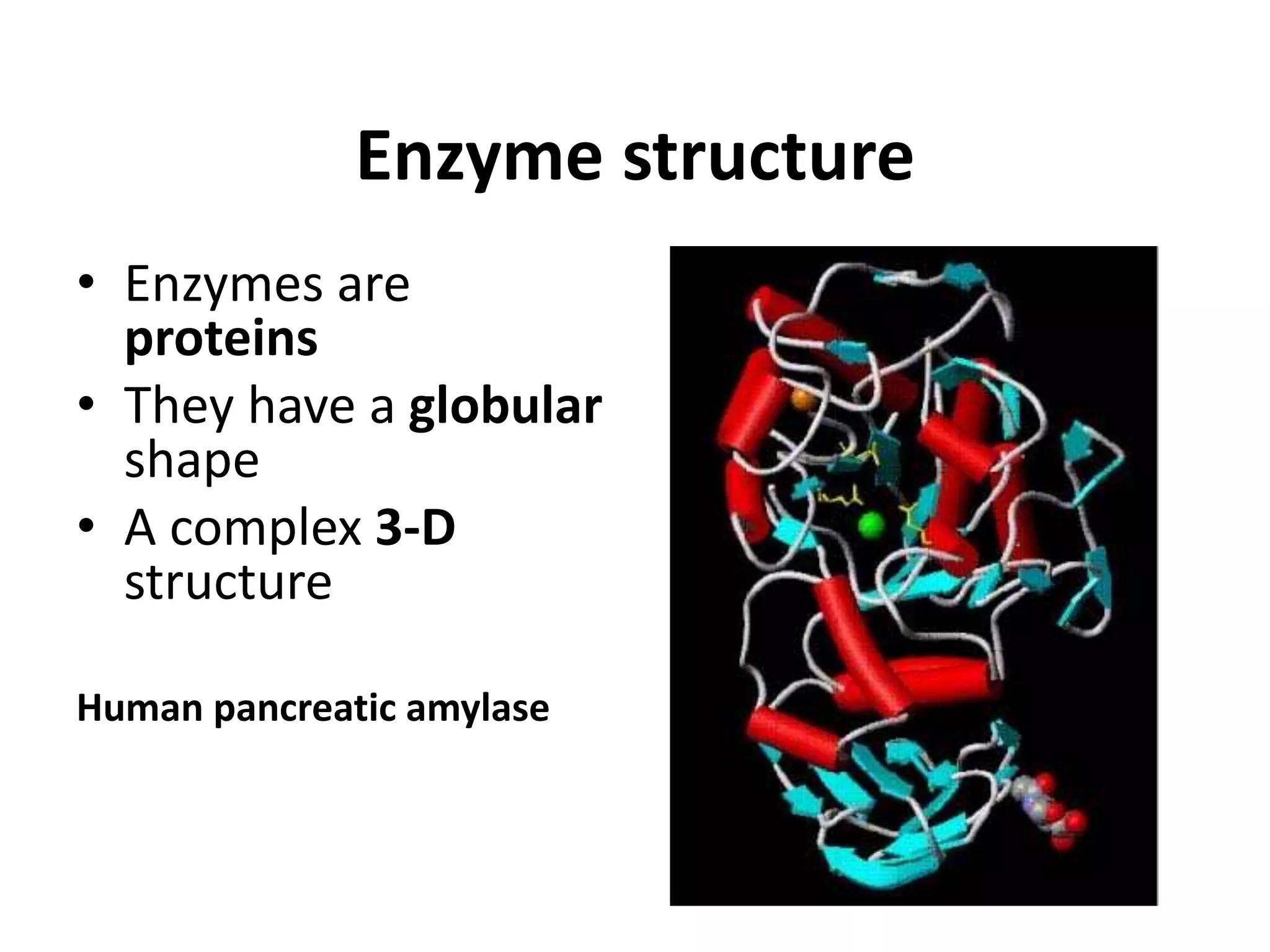 Enzyme structure
• Enzymes are
proteins
• They have a globular
shape
• A complex 3-D
structure
Human pancreatic amylase
 