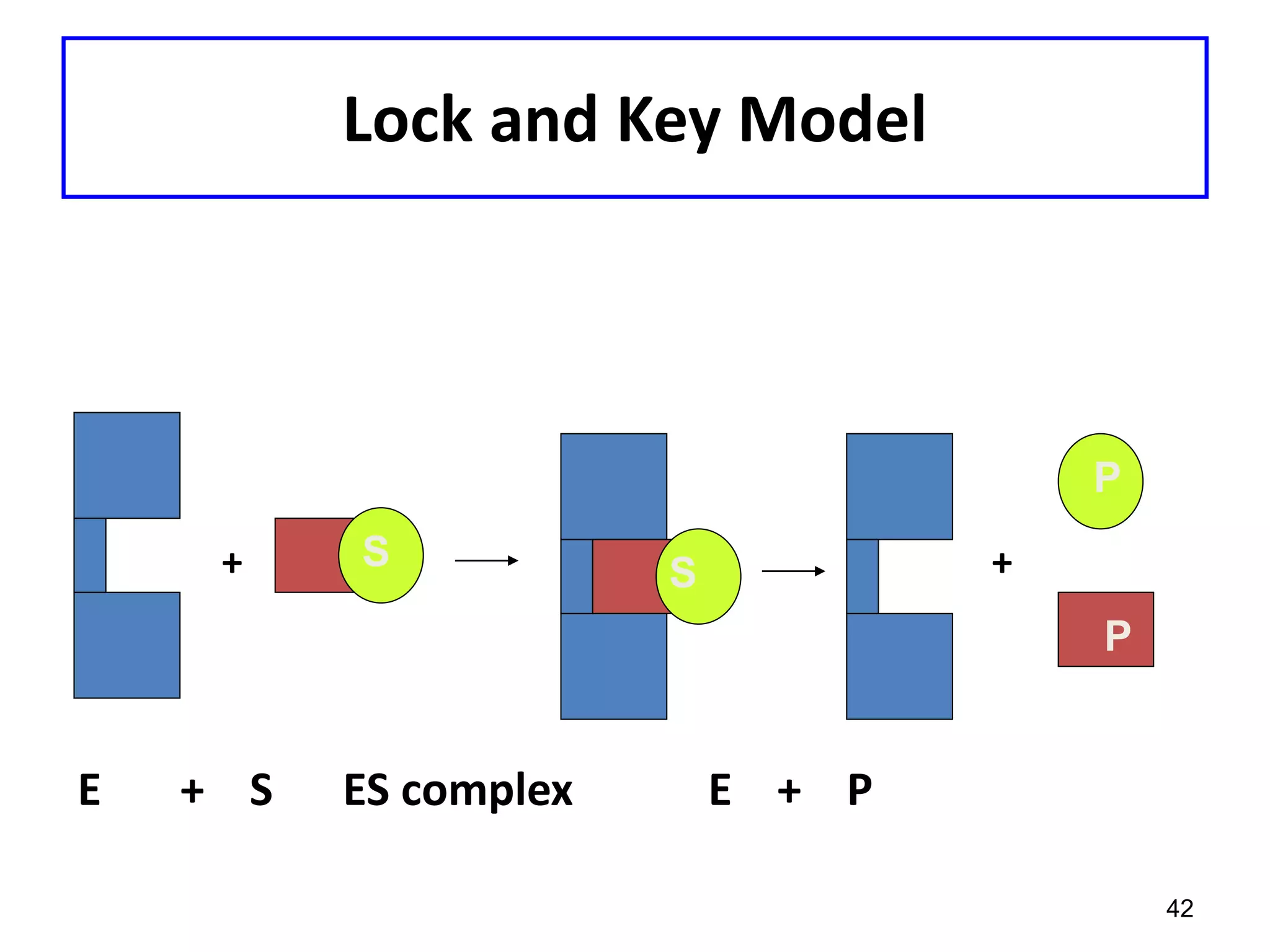 Lock and Key Model
+ +
E + S ES complex E + P
42
S
P
P
S
 