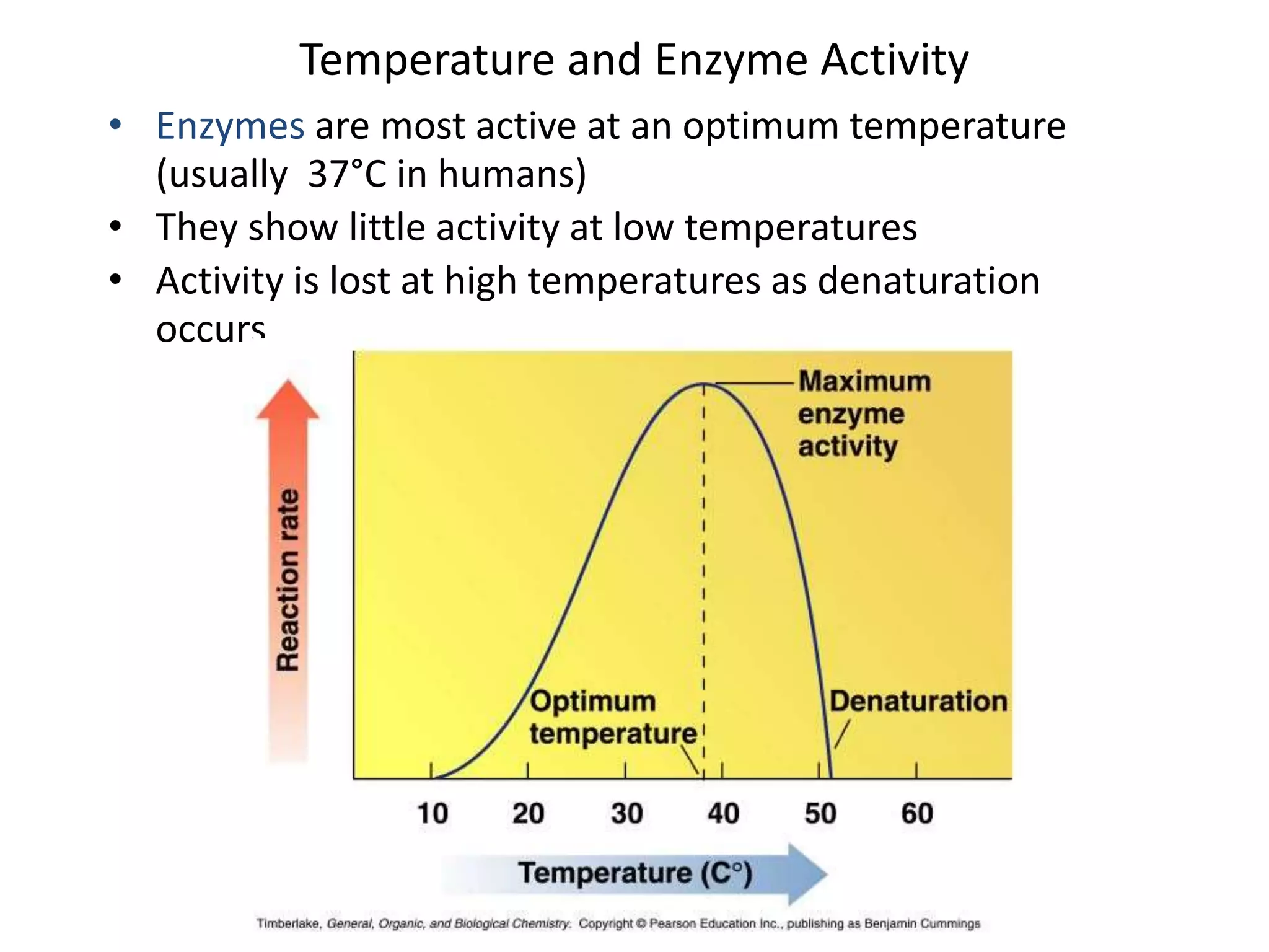 Temperature and Enzyme Activity
• Enzymes are most active at an optimum temperature
(usually 37°C in humans)
• They show little activity at low temperatures
• Activity is lost at high temperatures as denaturation
occurs
 