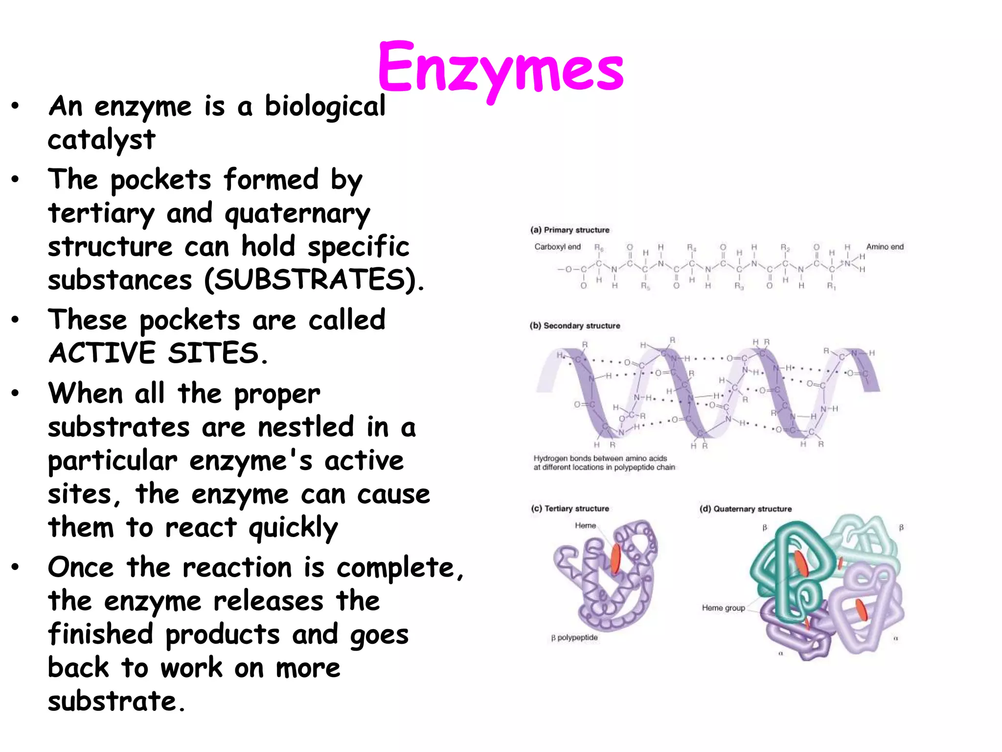 Enzymes• An enzyme is a biological
catalyst
• The pockets formed by
tertiary and quaternary
structure can hold specific
substances (SUBSTRATES).
• These pockets are called
ACTIVE SITES.
• When all the proper
substrates are nestled in a
particular enzyme's active
sites, the enzyme can cause
them to react quickly
• Once the reaction is complete,
the enzyme releases the
finished products and goes
back to work on more
substrate.
 