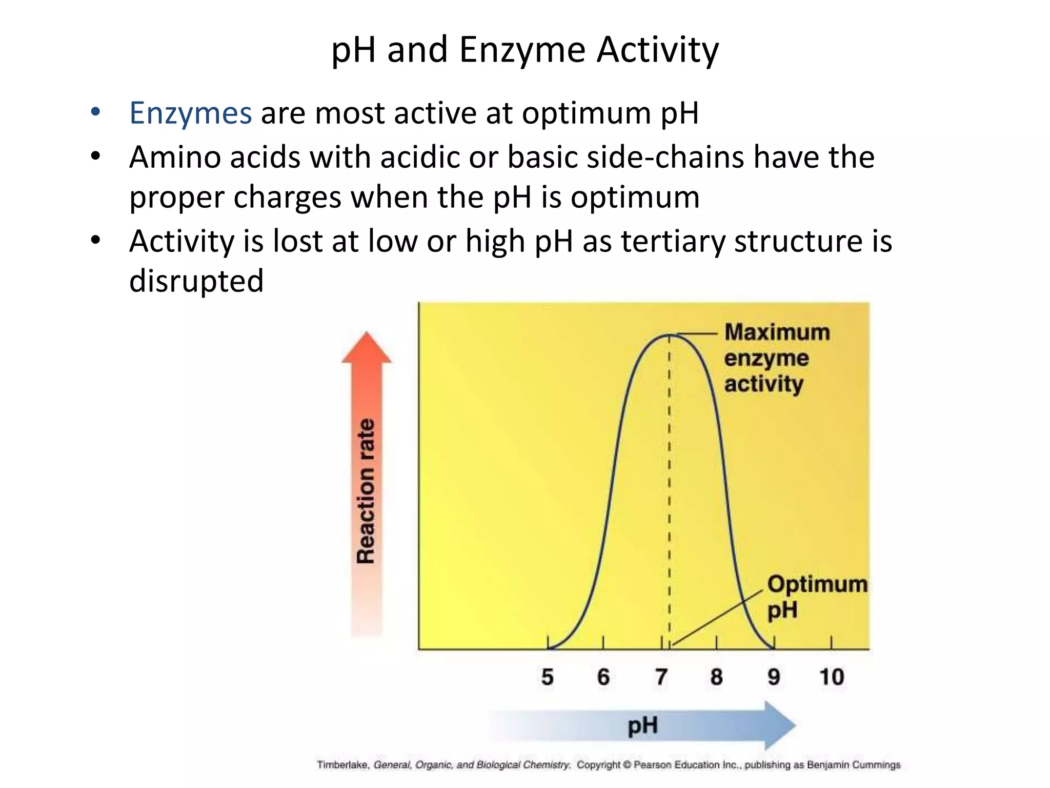 pH and Enzyme Activity
• Enzymes are most active at optimum pH
• Amino acids with acidic or basic side-chains have the
proper charges when the pH is optimum
• Activity is lost at low or high pH as tertiary structure is
disrupted
 
