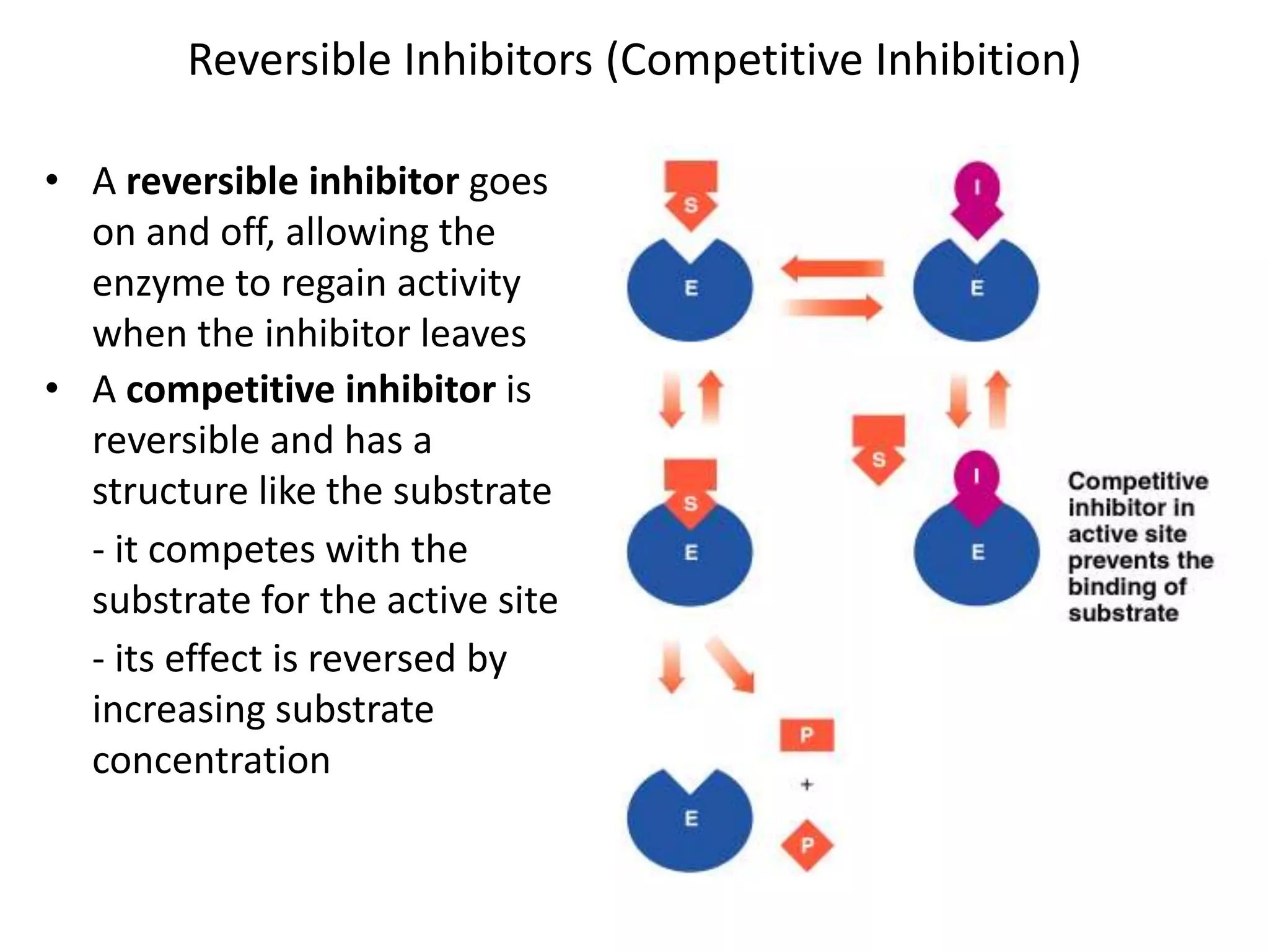 Reversible Inhibitors (Competitive Inhibition)
• A reversible inhibitor goes
on and off, allowing the
enzyme to regain activity
when the inhibitor leaves
• A competitive inhibitor is
reversible and has a
structure like the substrate
- it competes with the
substrate for the active site
- its effect is reversed by
increasing substrate
concentration
 