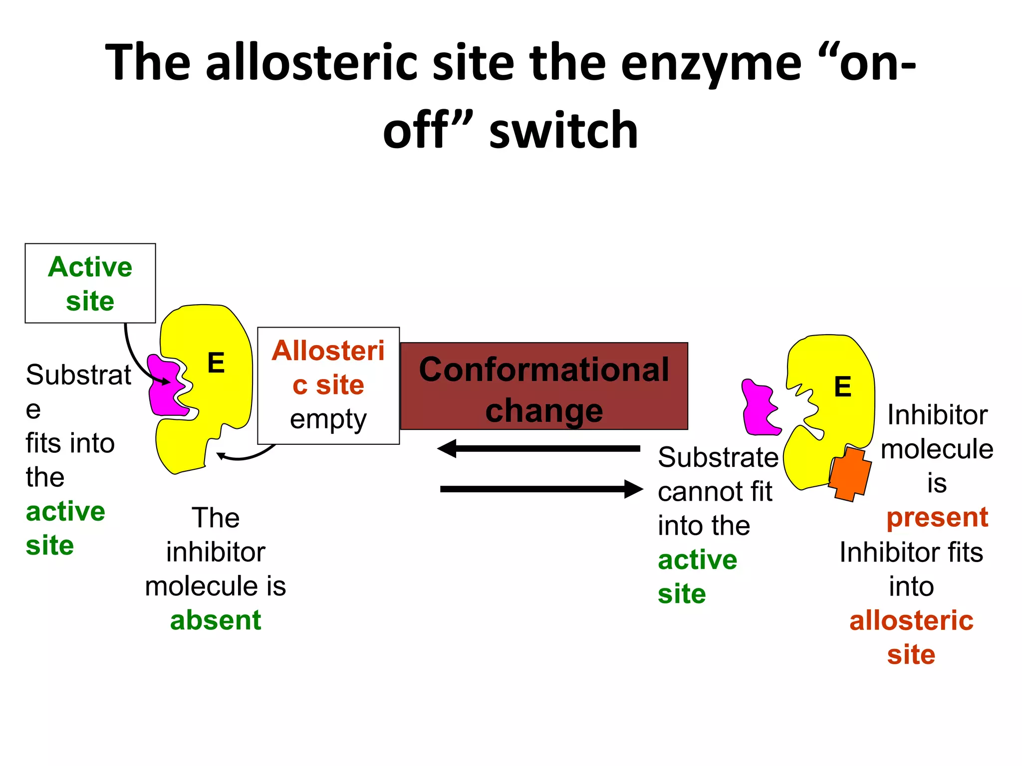 The allosteric site the enzyme “on-
off” switch
E
Active
site
Allosteri
c site
empty
Substrat
e
fits into
the
active
site
The
inhibitor
molecule is
absent
Conformational
change
Inhibitor fits
into
allosteric
site
Substrate
cannot fit
into the
active
site
Inhibitor
molecule
is
present
E
 