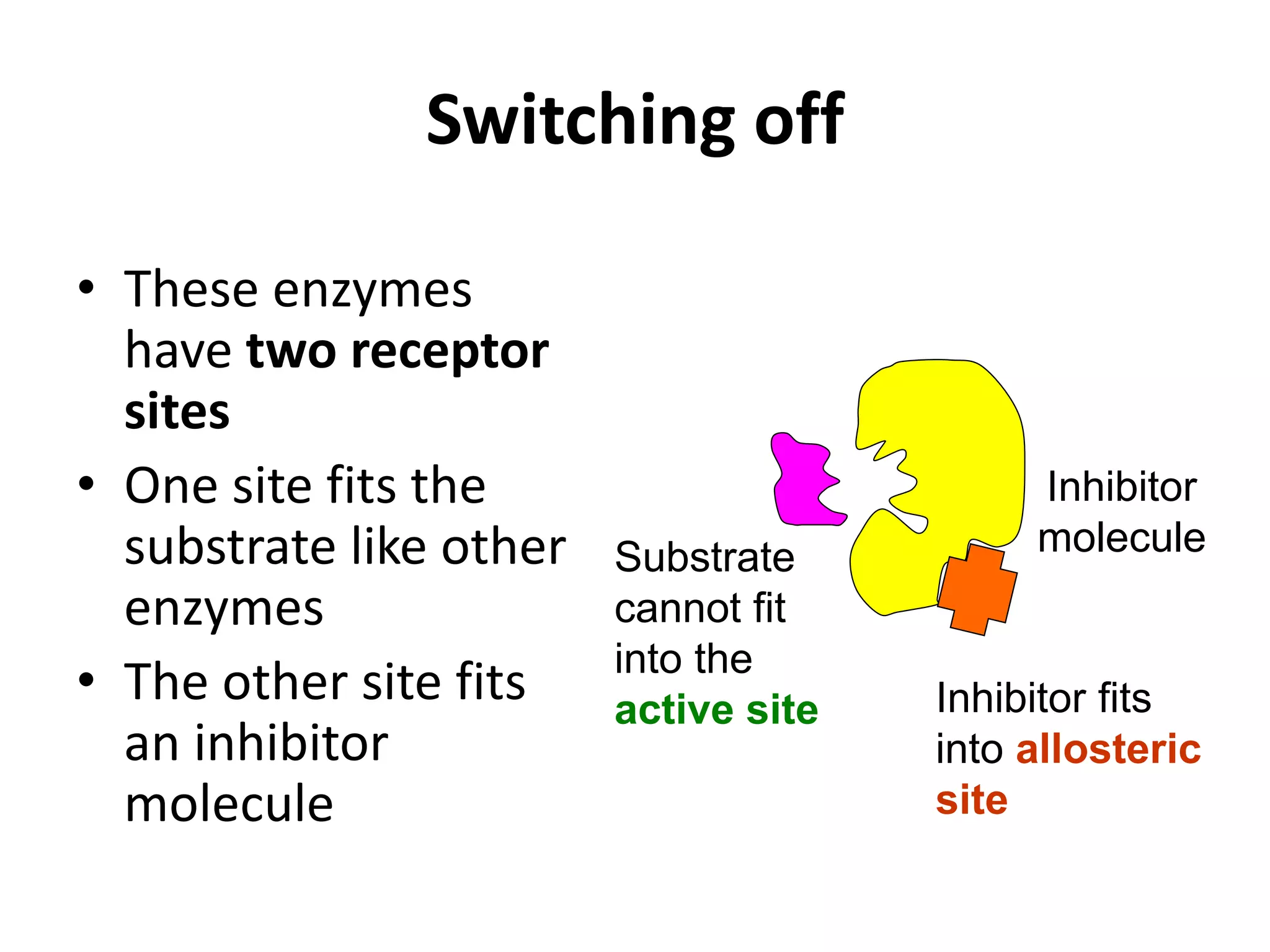 Switching off
• These enzymes
have two receptor
sites
• One site fits the
substrate like other
enzymes
• The other site fits
an inhibitor
molecule
Inhibitor fits
into allosteric
site
Substrate
cannot fit
into the
active site
Inhibitor
molecule
 