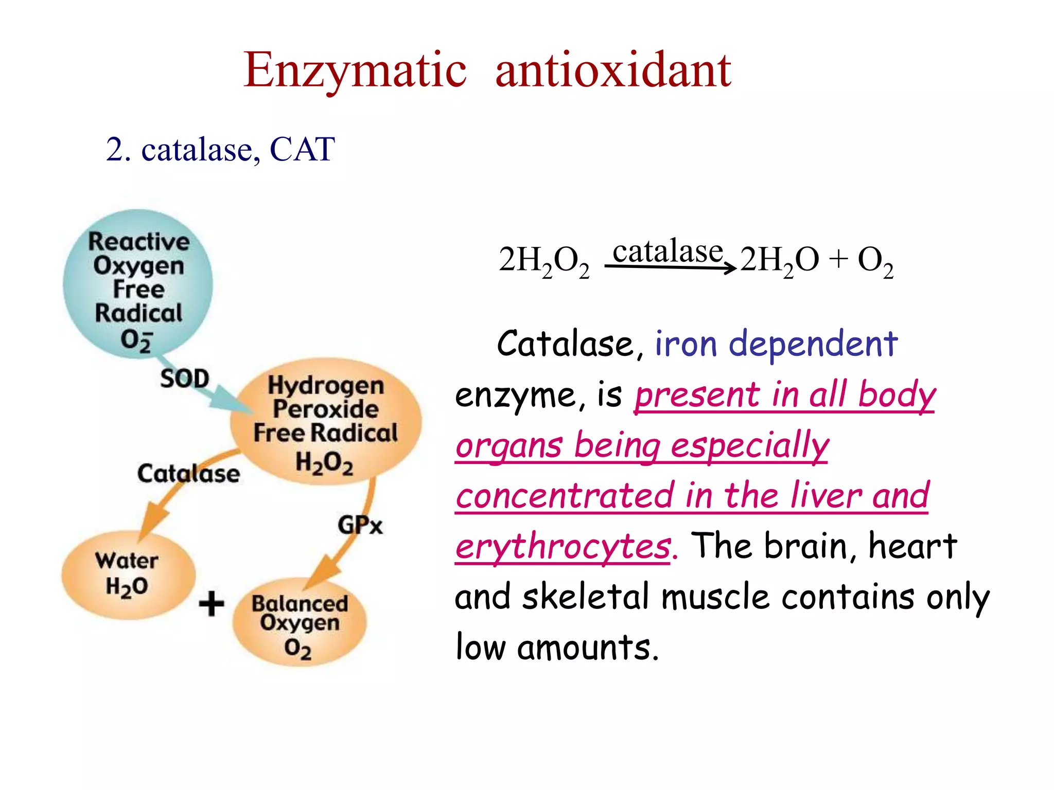 Enzymatic antioxidant
2. catalase, CAT
2H2O2 2H2O + O2
catalase
Catalase, iron dependent
enzyme, is present in all body
organs being especially
concentrated in the liver and
erythrocytes. The brain, heart
and skeletal muscle contains only
low amounts.
 