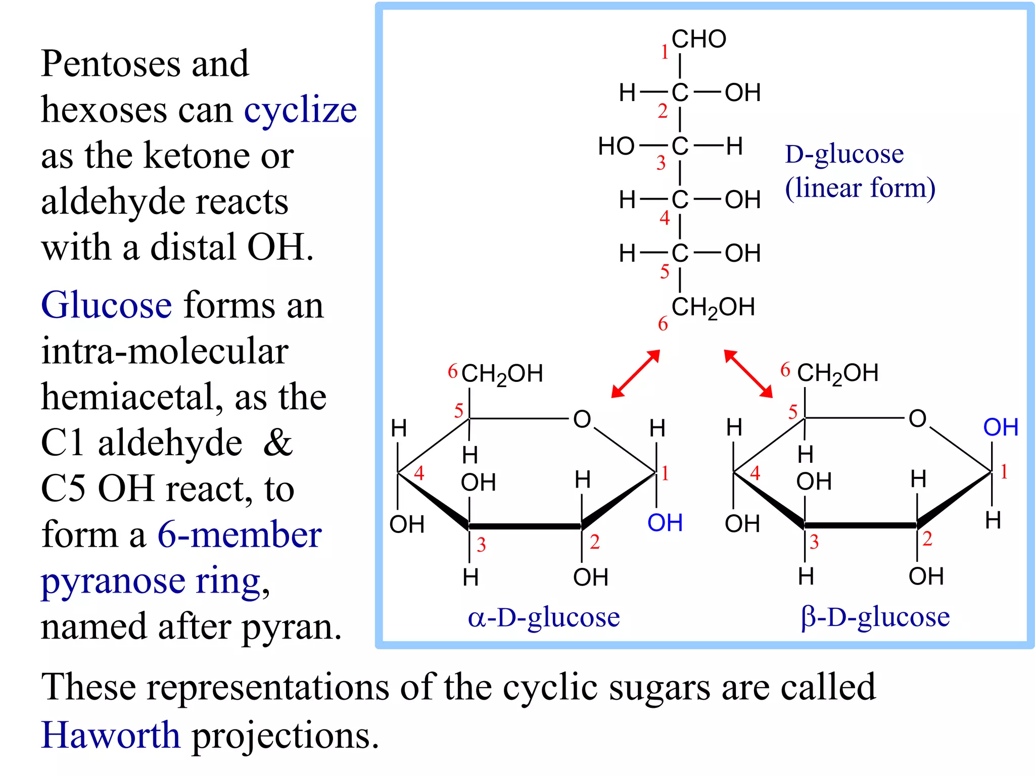 Pentoses and
hexoses can cyclize
as the ketone or
aldehyde reacts
with a distal OH.
Glucose forms an
intra-molecular
hemiacetal, as the
C1 aldehyde &
C5 OH react, to
form a 6-member
pyranose ring,
named after pyran.
These representations of the cyclic sugars are called
Haworth projections.
H O
OH
H
OHH
OH
CH2OH
H
OH
H H O
OH
H
OHH
OH
CH2OH
H
H
OH
-D-glucose b-D-glucose
23
4
5
6
1 1
6
5
4
3 2
H
CHO
C OH
C HHO
C OHH
C OHH
CH2OH
1
5
2
3
4
6
D-glucose
(linear form)
 
