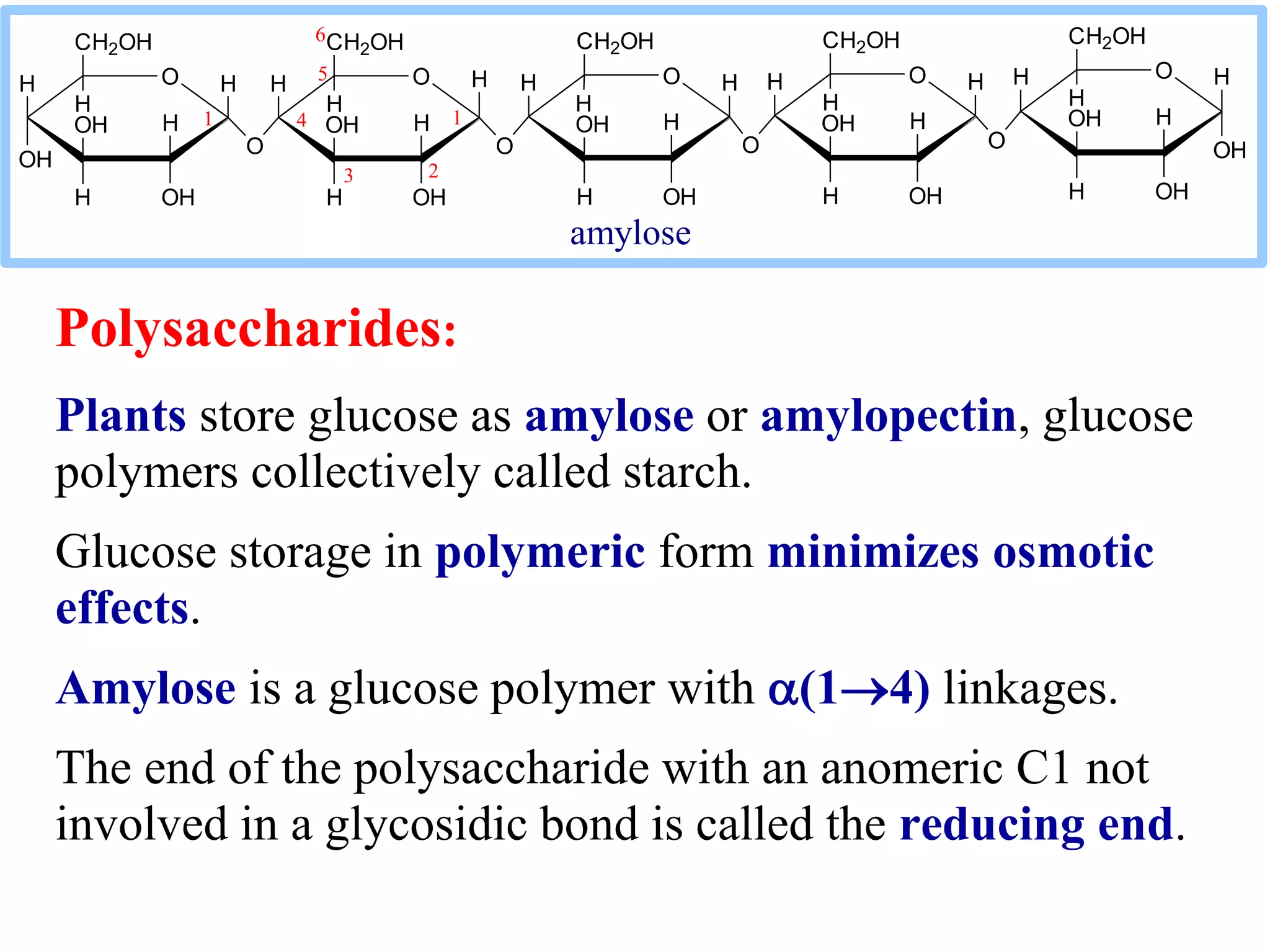 Polysaccharides:
Plants store glucose as amylose or amylopectin, glucose
polymers collectively called starch.
Glucose storage in polymeric form minimizes osmotic
effects.
Amylose is a glucose polymer with (14) linkages.
The end of the polysaccharide with an anomeric C1 not
involved in a glycosidic bond is called the reducing end.
H O
OH
H
OHH
OH
CH2OH
H
O H
H
OHH
OH
CH2OH
H
O
HH H O
O
H
OHH
OH
CH2OH
H
H H O
H
OHH
OH
CH2OH
H
OH
HH O
O
H
OHH
OH
CH2OH
H
O
H
1
6
5
4
3
1
2
amylose
 