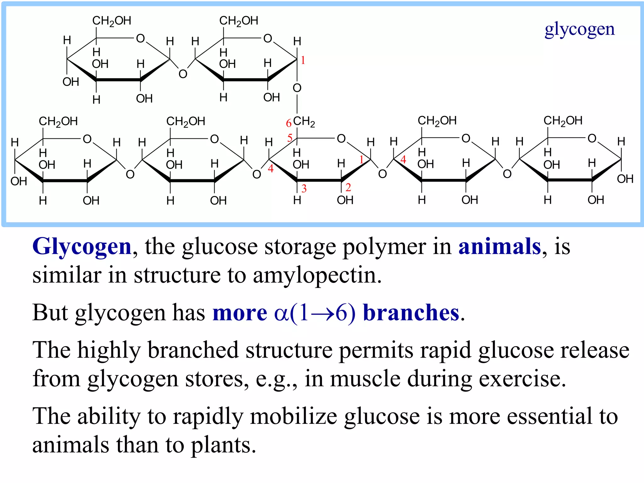 Glycogen, the glucose storage polymer in animals, is
similar in structure to amylopectin.
But glycogen has more (16) branches.
The highly branched structure permits rapid glucose release
from glycogen stores, e.g., in muscle during exercise.
The ability to rapidly mobilize glucose is more essential to
animals than to plants.
H O
OH
H
OHH
OH
CH2OH
H
O H
H
OHH
OH
CH2OH
H
O
HH H O
O
H
OHH
OH
CH2
H
H H O
H
OHH
OH
CH2OH
H
OH
HH O
O
H
OHH
OH
CH2OH
H
O
H
O
1 4
6
H O
H
OHH
OH
CH2OH
H
H H O
H
OHH
OH
CH2OH
H
H
O
1
OH
3
4
5
2
glycogen
 