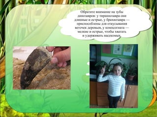 Обратите внимание на зубы
динозавров: у тираннозавра они
длинные и острые, у брахиозавра —
приспособлены для откусывания
веточек деревьев, у компсогната —
мелкие и острые, чтобы хватать
и удерживать насекомых.
Обратите внимание на зубы
динозавров: у тираннозавра они
длинные и острые, у брахиозавра —
приспособлены для откусывания
веточек деревьев, у компсогната —
мелкие и острые, чтобы хватать
и удерживать насекомых.
 