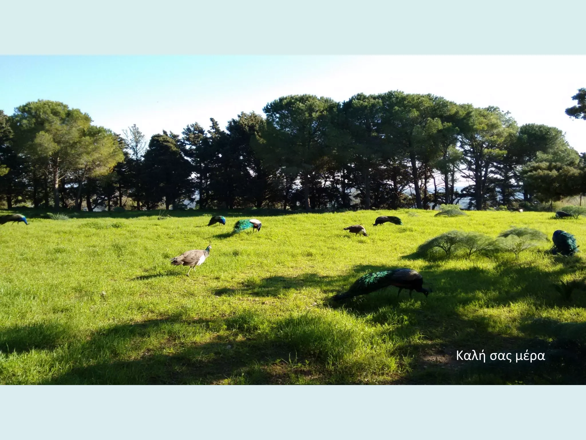 Καλή σας μέρα
 