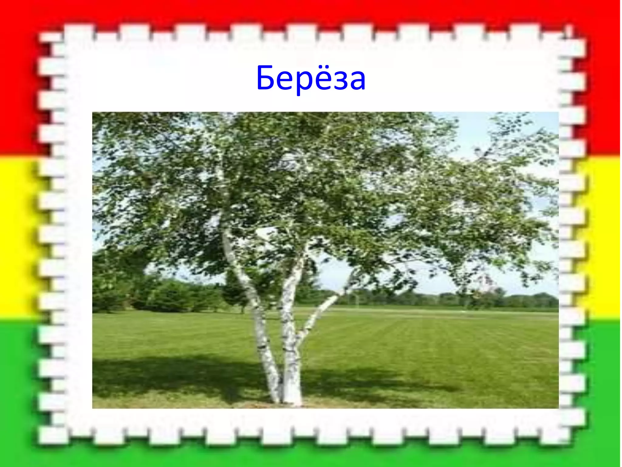 Берёза