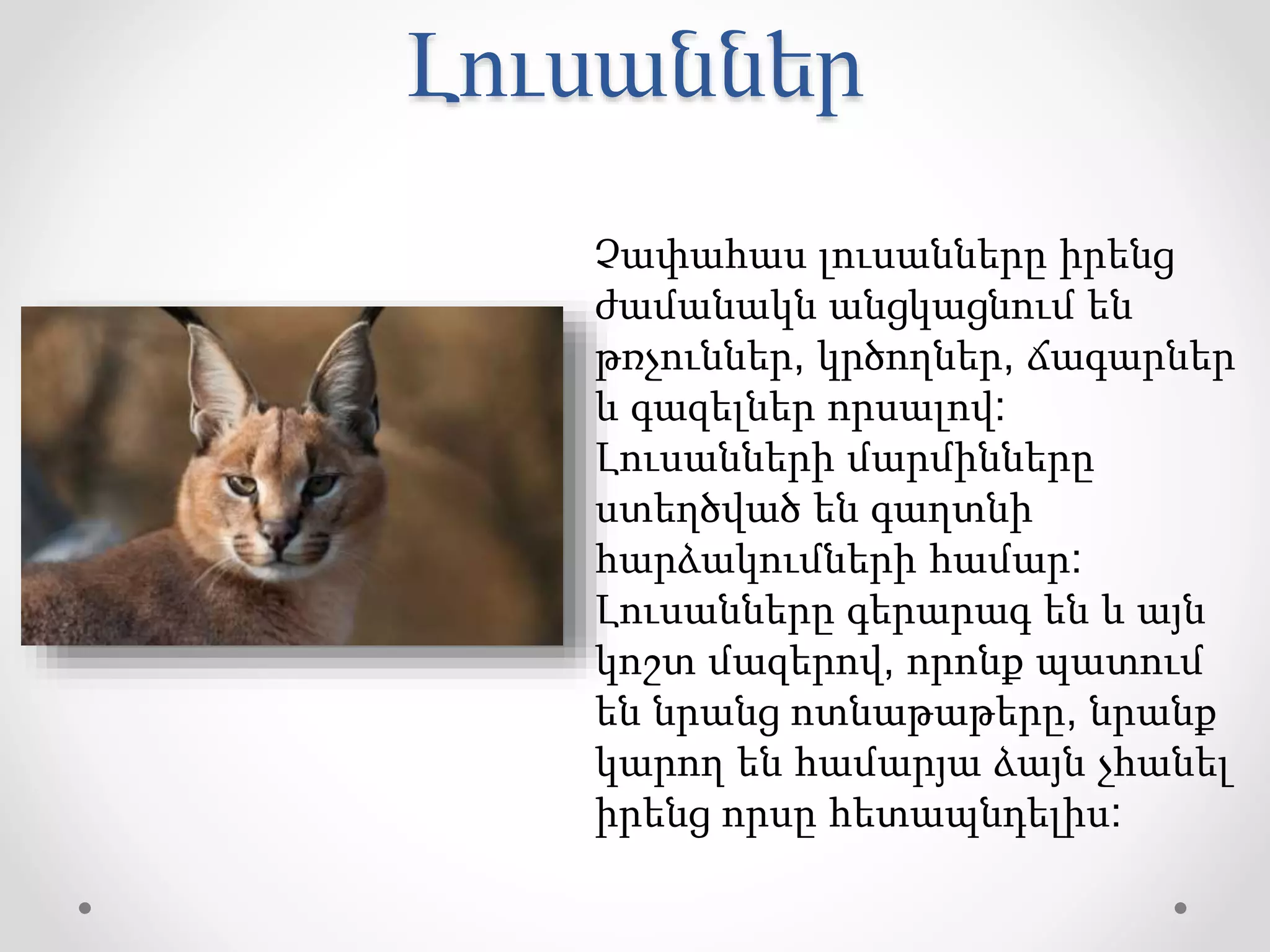Լուսաններ
Չափահաս լուսանները իրենց
ժամանակն անցկացնում են
թռչուններ, կրծողներ, ճագարներ
և գազելներ որսալով:
Լուսանների մարմինները
ստեղծված են գաղտնի
հարձակումների համար:
Լուսանները գերարագ են և այն
կոշտ մազերով, որոնք պատում
են նրանց ոտնաթաթերը, նրանք
կարող են համարյա ձայն չհանել
իրենց որսը հետապնդելիս:
 