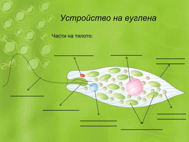 тип камшичести | PPT