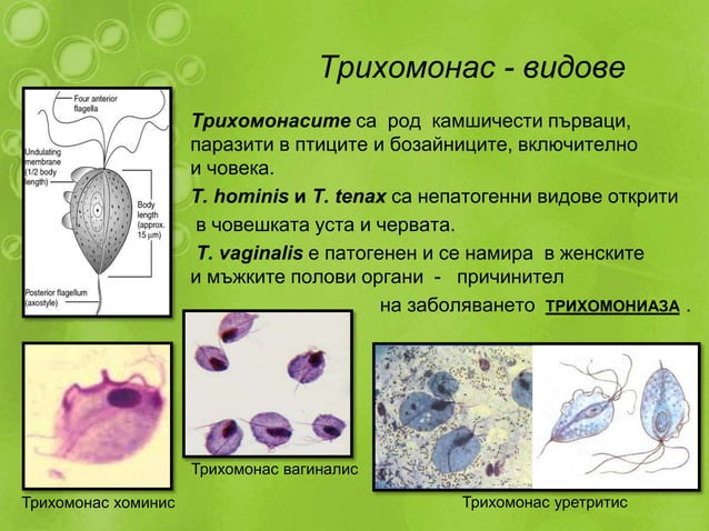 тип камшичести | PPT