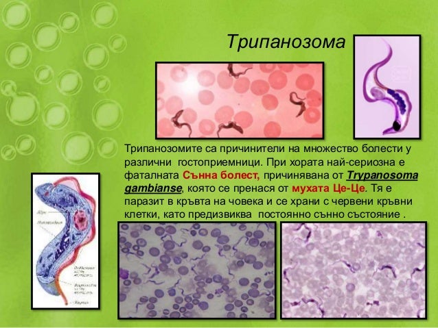 тип камшичести
