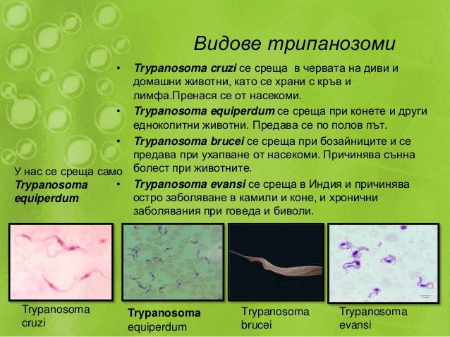 тип камшичести