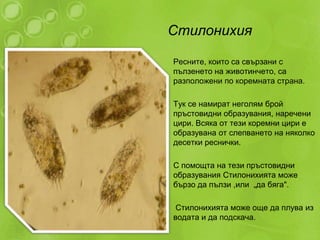 тип ресничести | PPT