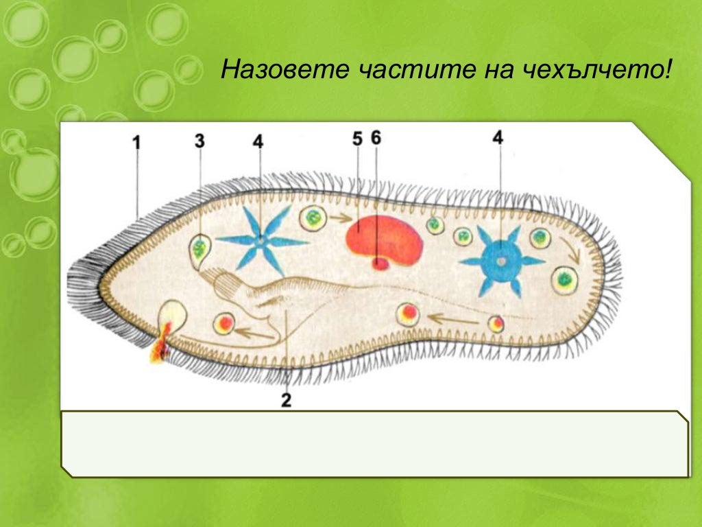 тип ресничести