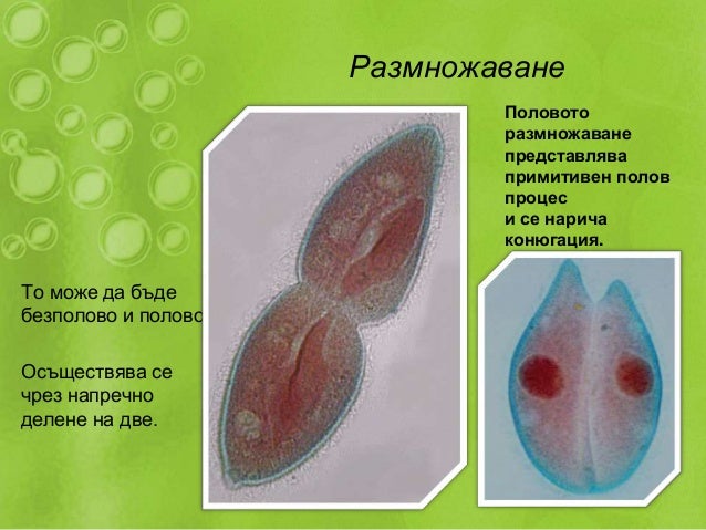 тип ресничести