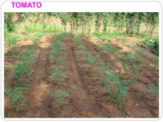TOMATO
 