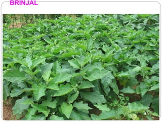 BRINJAL
 