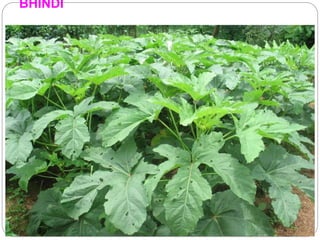 BHINDI
 