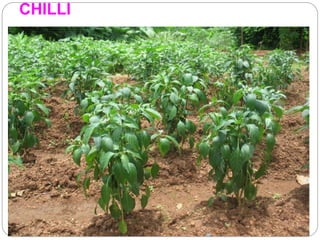 CHILLI
 