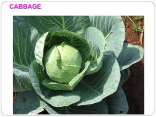 CABBAGE
 