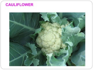 CAULIFLOWER
 