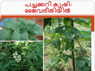 പച്ചക്കറി കൃഷി-
ജൈവരീതിയില്‍
 