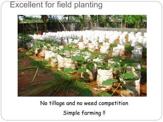 Excellent for field planting
No tillage and no weed competition
Simple farming !!
 